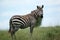 Zebra masai mara kenya