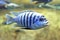 Zebra Mbuna (Maylandia zebra)