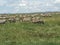 Zebra Migration Serengeti Breathtaking Safari