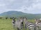 Zebra Migration Serengeti Breathtaking Safari