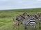 Zebra Migration Serengeti Breathtaking Safari