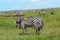 Zebra Migration Serengeti Breathtaking Safari