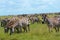 Zebra Migration Serengeti Breathtaking Safari