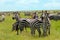 Zebra Migration Serengeti Breathtaking Safari