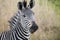 Zebra at Mikumi National Park in Tanzania.