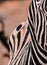 Zebra mobile pattern - black and white zebra stripes