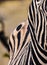 Zebra mobile second pattern - black and white zebra stripes