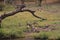 Zebra mongooses in Chobe National Park in Botswana