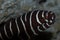 Zebra Moray Eel Closeup