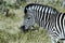 Zebra, Moremi National Park, Botswana