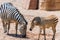 Zebra Mother And Calf In African Savanna