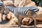 Zebra Mother And Calf In African Savanna