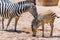 Zebra Mother And Calf In African Savanna