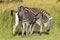 Zebra Mother Calf Colt