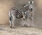 Zebra mother and foal