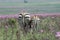 Zebra mother and foal in meadow of wild flowers