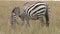 A zebra mother and her baby