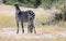 Zebra mother with her foal