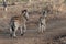 Zebra mother mare and baby foal [equus quagga] in sub-saharan Africa
