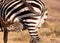 A Zebra Mother and it\'s foal