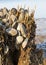 Zebra Mussels