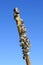 Zebra Mussels on a Branch