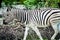 Zebra, Namibia, Africa