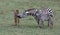 zebra in the national park