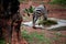 Zebra in national zoological garden of india