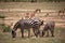 Zebra in nature. Africa Kenya Tanzania, the plains zebra in a landscape shot on a safari, in the national park