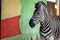 Zebra near the colored wall in zoo