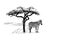 Zebra near a tree in africa. Hand drawn illustration