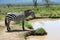 Zebra near the water in Africa