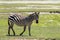 Zebra in Ngorongoro Carter, Tanzania