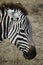 Zebra in Ngorongoro crater