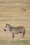 Zebra - Ngorongoro Crater, Tanzania, Africa