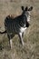 Zebra - Ngorongoro Crater, Tanzania, Africa