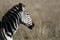 Zebra - Ngorongoro Crater, Tanzania, Africa