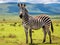 Zebra in ngorongoro crater Tanzania during greeny season  Made With Generative AI illustration