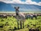 Zebra in ngorongoro crater Tanzania during greeny season  Made With Generative AI illustration