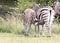 Zebra Nursing her Colt