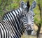 Zebra, Okavango Delta Khwai National Park, Botswana