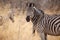 Zebra - Okavango Delta - Moremi N.P.