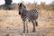 Zebra - Okavango Delta - Moremi N.P.