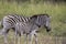 Zebra in open plains