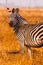 Zebra in an open savannah flood plain