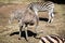 Zebra and ostrich in the wild. Mauritius.