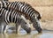 Zebra pair gather to drink at a waterhole