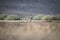 Zebra in Palmwag concession. Kaokoland, Kunene Region. Namibia. Blurred foreground. Harsh landscape.