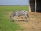 Zebra pasturing in the grass